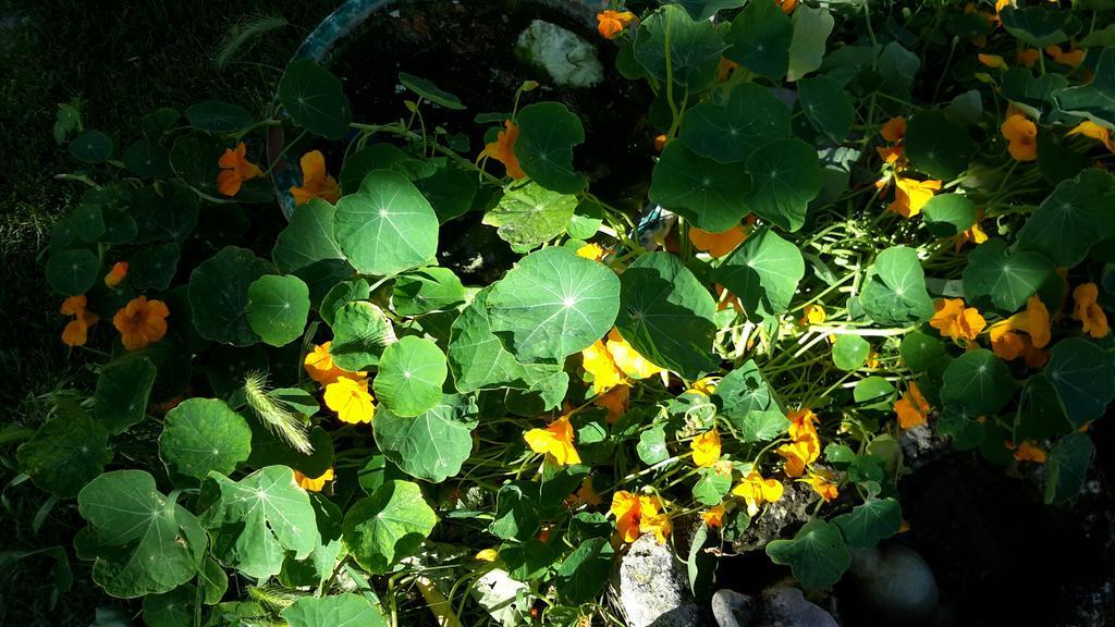 Casa Di Campagna Dal Pozzo ソルソ 部屋 写真